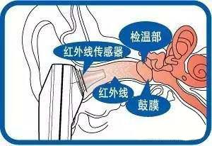 耳温计,红外线传感器,鼓膜,体温测量,示意图